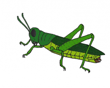 How to draw a grasshopper step by step | Insects are easy to draw