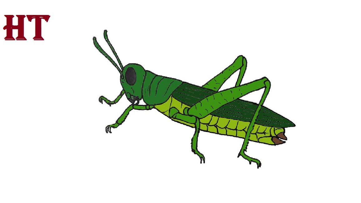 How to draw a grasshopper step by step