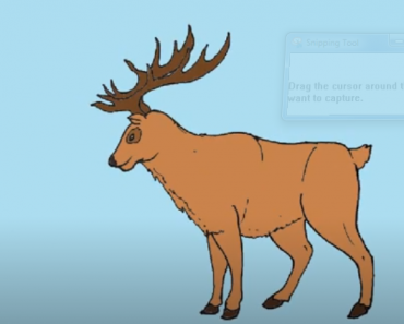 How to draw an Elk step by step
