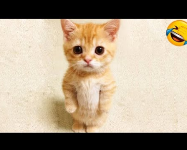 Funny Animal Videos – Funniest Cats And Dogs Videos 2022