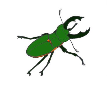 How to Draw a Beetle step by step | Easy insect drawing