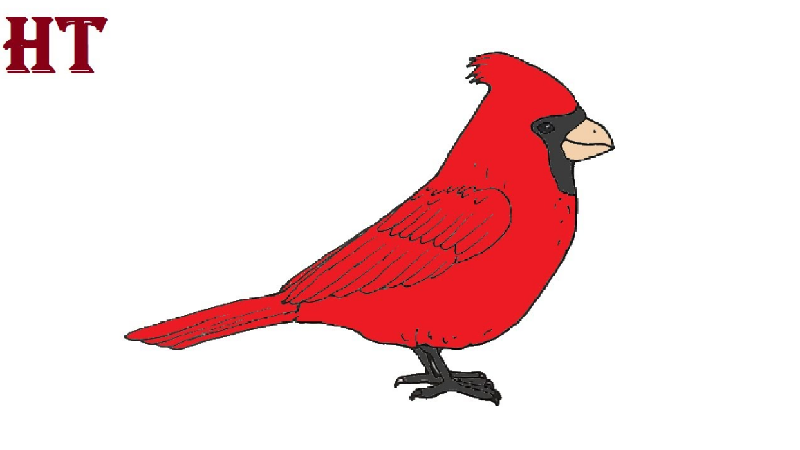How to Draw a Cardinal step by step