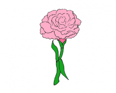 How to Draw a Carnation Flower step by step || Flower Drawing for kids and Beginners