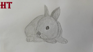 How to draw a Rabbit with Pencil step by step