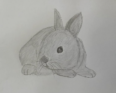 How to draw a Rabbit with Pencil step by step | Draw a rabbit easily
