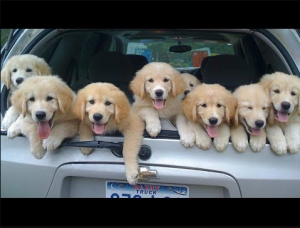 The cutest puppies in the world 2022