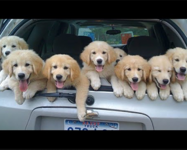 The cutest puppies in the world 2022 | Funny animals videos