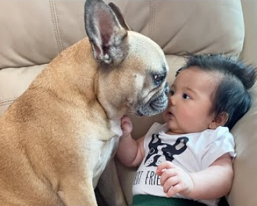 The dog’s friendliness with people and baby