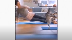 Dog and cat videos