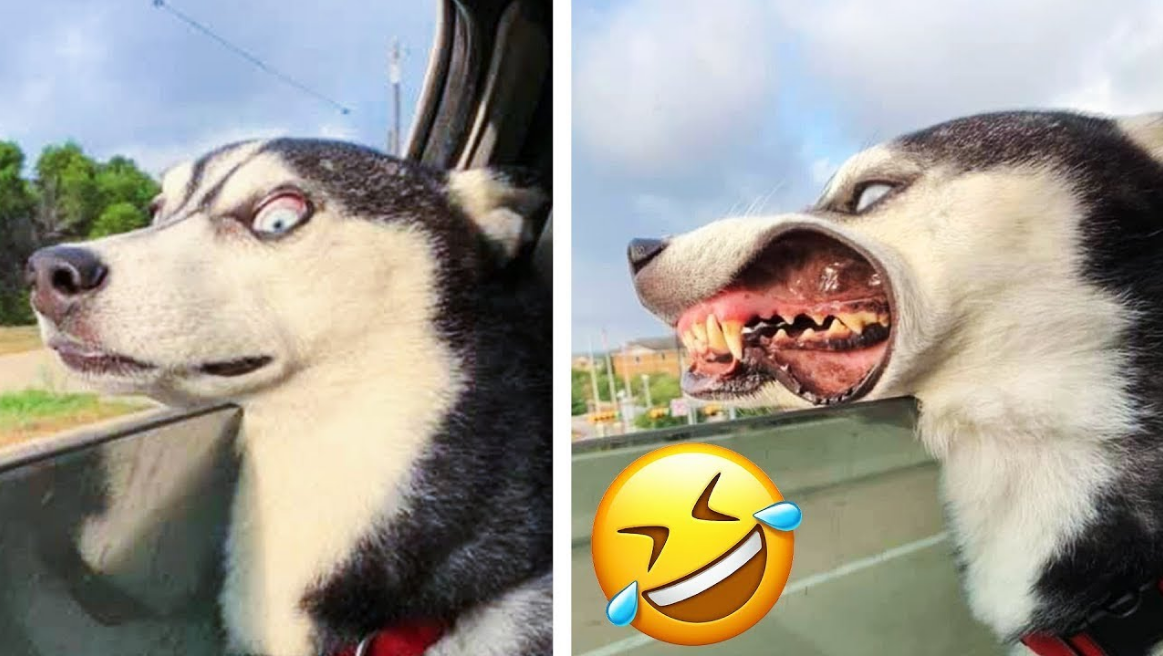 Funny Animals Video