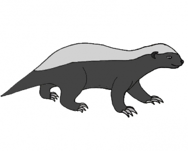 How to draw a honey badger step by step | Animals easy to draw for kids and beginners
