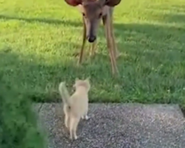 Latest Interesting Cat Videos – Funny cat video