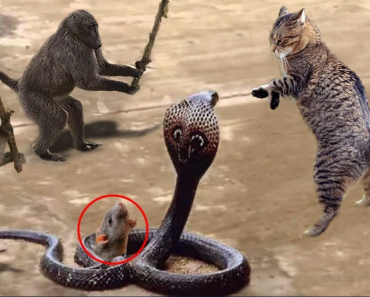 The fight between the cat and the snake – the war between the animals