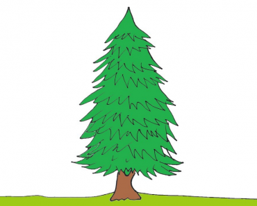 How to draw a spruce tree Step by Step || Easy to draw trees