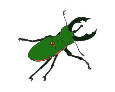 How to Draw a Beetle step by step | Easy drawing Beetle