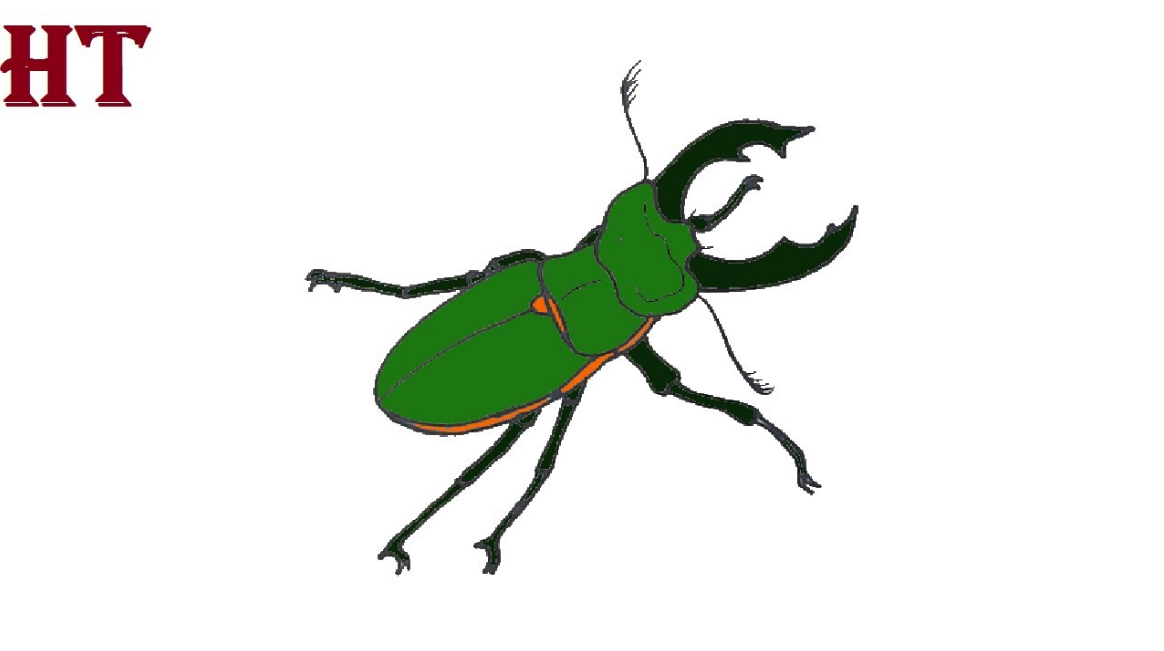 How to Draw a Beetle step by step