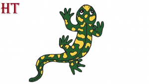 How to Draw a Salamander Step by Step