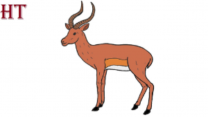 How to Draw an Impala Step by Step