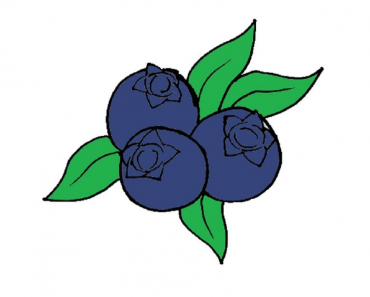How to draw Blueberry Step by Step || Easy drawing  Blueberry