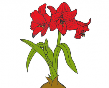 How to draw an Amaryllis Flower step by step || Easy to draw flowers