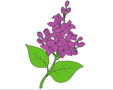 How to draw a Lilac flower step by step | Easy Lilac flower drawing