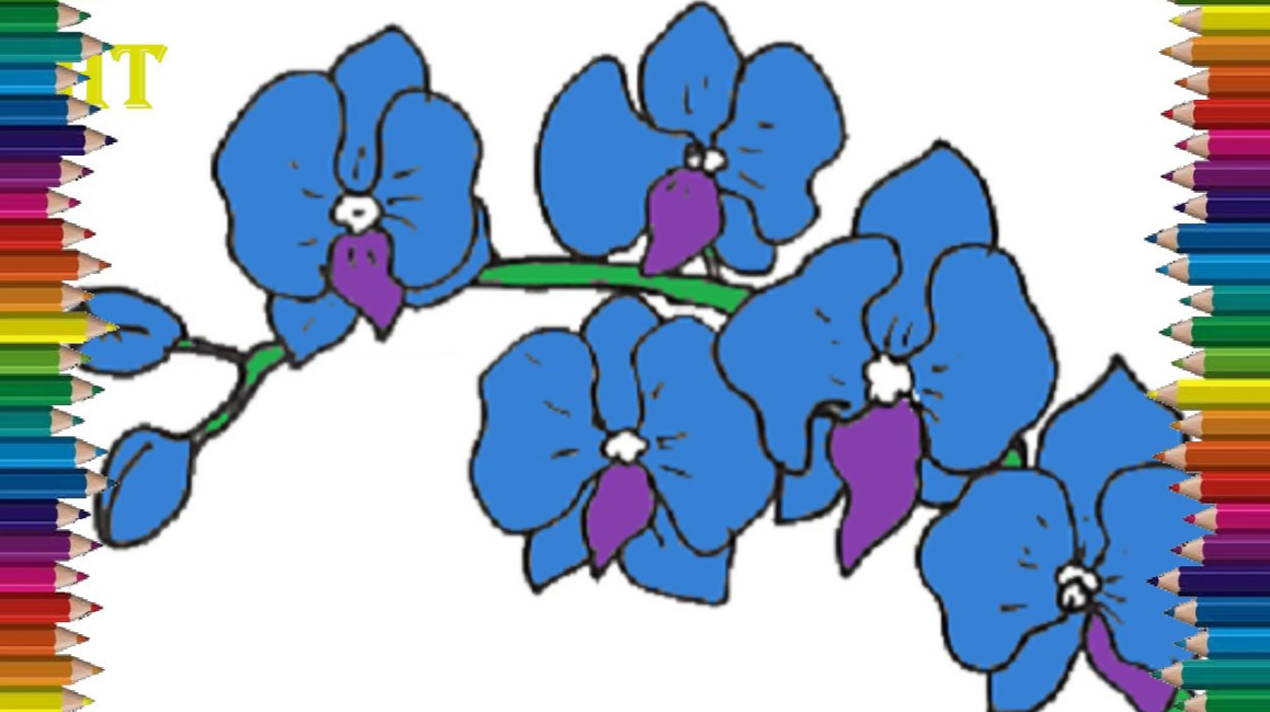 How to draw an orchid step by step