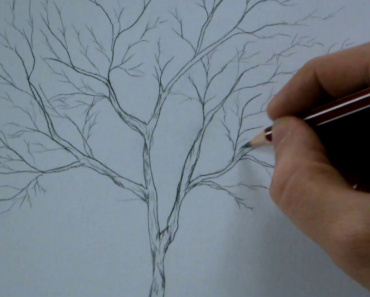 How to draw branches step by step | Easy to draw branches