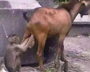 The funniest animal on the planet – The most mischievous animal video
