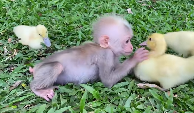 Baby monkey and duckling - Perfect friends