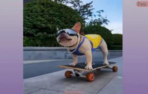 Funny Dog Pomeranian