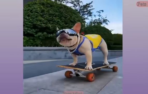 Funny Dog Pomeranian