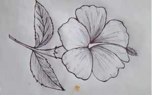 How To Draw Hibiscus Flower step by step