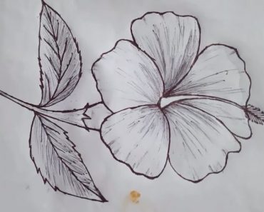 How To Draw Hibiscus Flower step by step . Sketch hibiscus flowers with a pencil