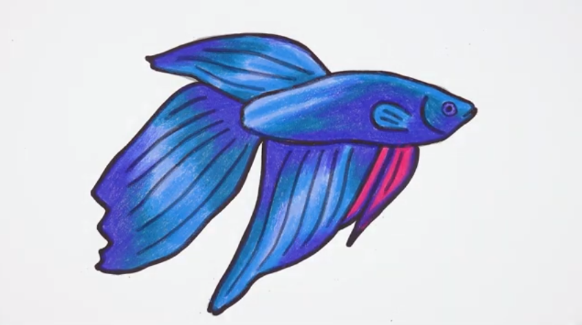 How to draw Betta fish step by step