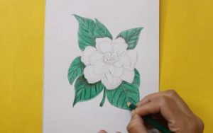 How to draw jasmine step by step