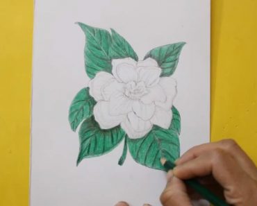How to draw jasmine step by step | Easy drawing jasmine flower