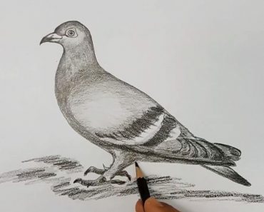 How to draw pigeon step by step | Easy drawing birds