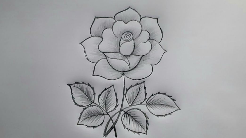 Pencil sketch of roses