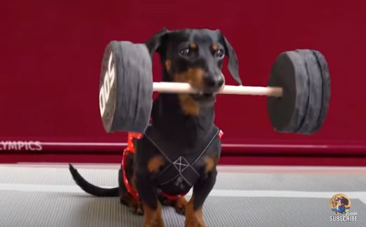 Three dogs compete in olympic video