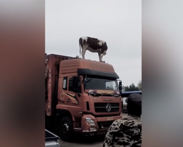 Top 35 Crazy Moments on the Road
