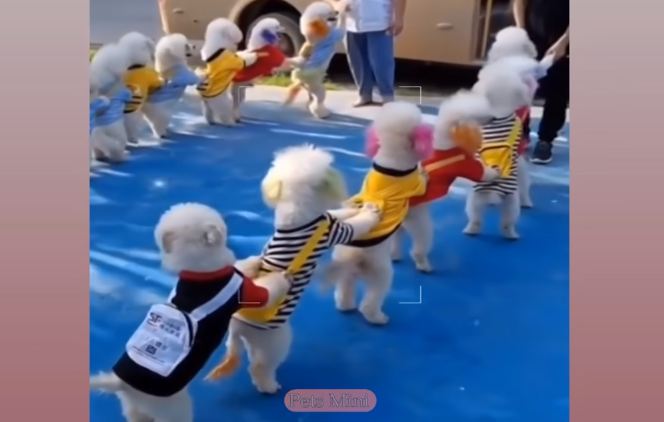 Video tiktok Million views