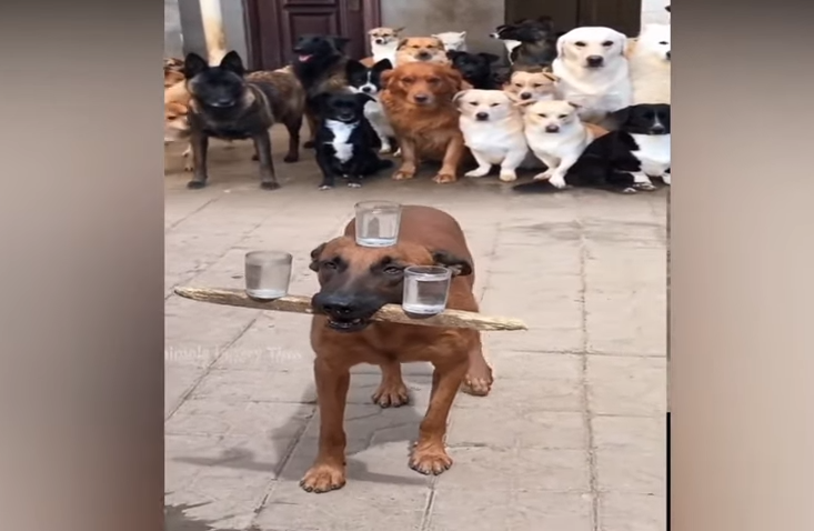 When dogs become circus artists