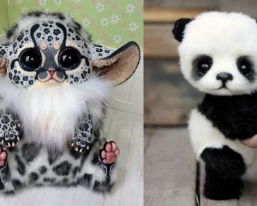 Collection of funny and cute animals | Funny animals videos