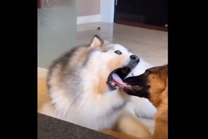 Dog and cat riot video