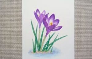 Draw Crocus step by step