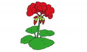 How to draw Geranium Flower step by step