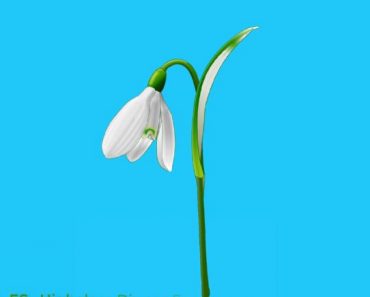 How to draw Snowdrop flowers step by step | Easy drawing Snowdrop