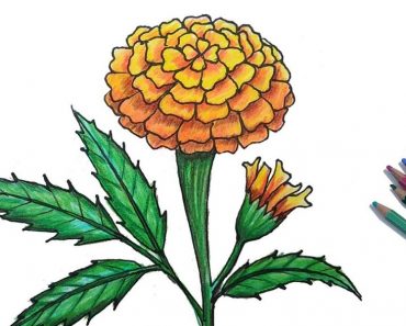 How to draw marigold flowers step by step | Easy drawing marigold flowers