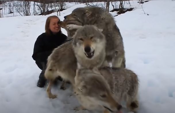 Reunion moments between humans and animals