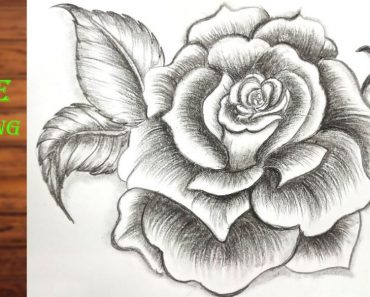 Sketch a rose with a pencil | How to draw a rose bouquet step by step